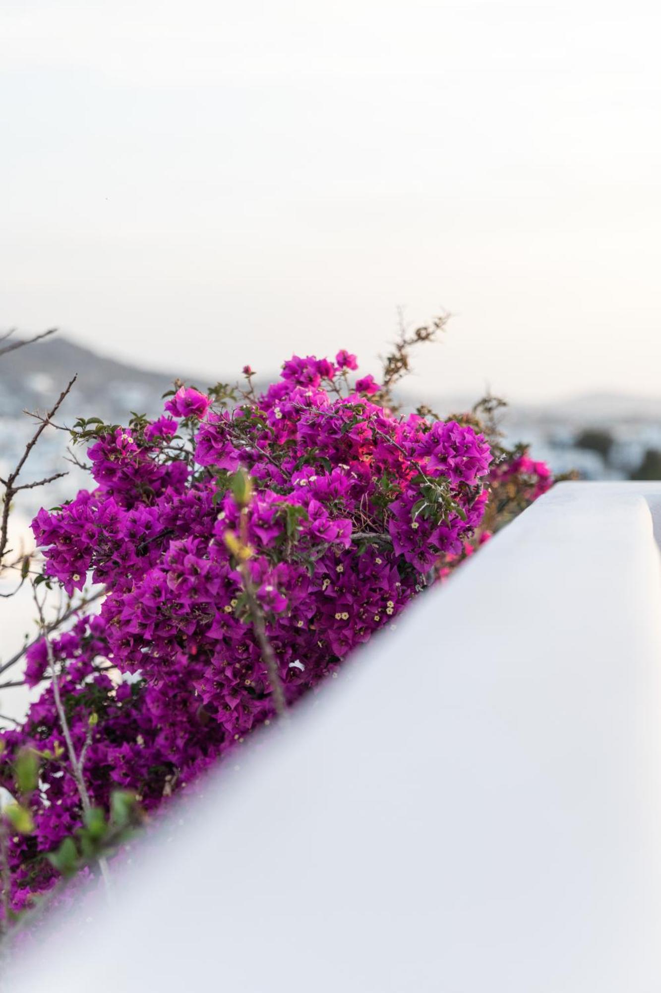 Callisti With Pool View And Calypso Upper Floor With Sea View Apartment *